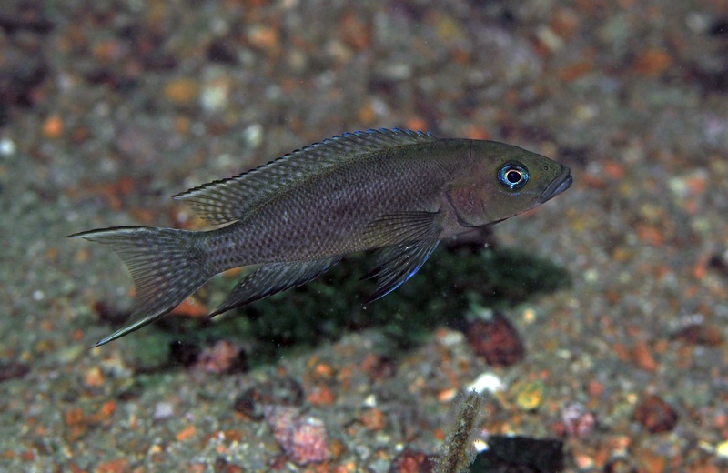 Neolamprologus sp. 'cygnus' Katondo Point